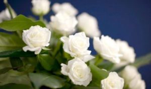 A close up image of white roses used as funeral flowers.